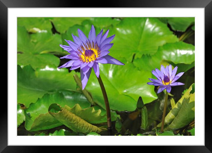 Nymphaea Director G.T Moore Framed Mounted Print by Arterra 