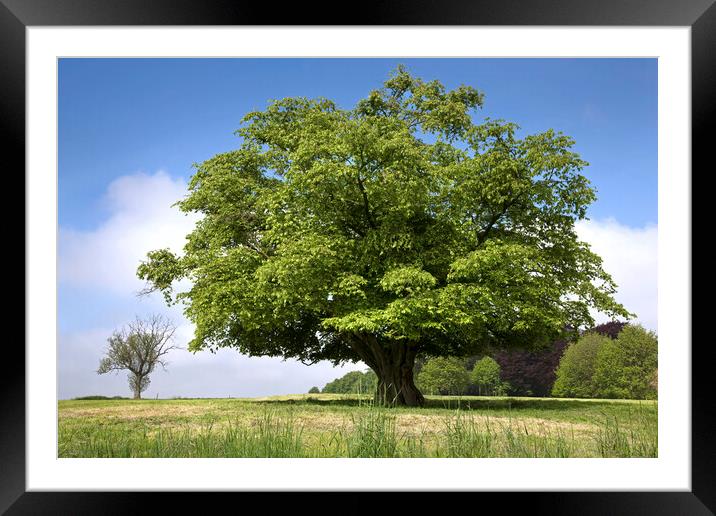 European Hornbeam Framed Mounted Print by Arterra 