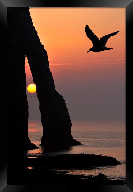 Seagull at Sunset, Etretat, Normandy Framed Print by Arterra 