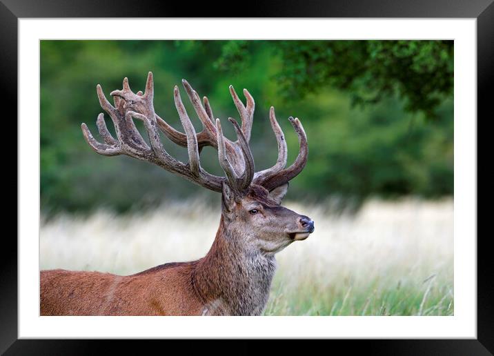 Red Deer Stag in Summer Framed Mounted Print by Arterra 
