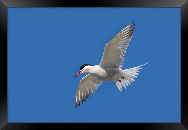 Common Tern in Flight Framed Print by Arterra 