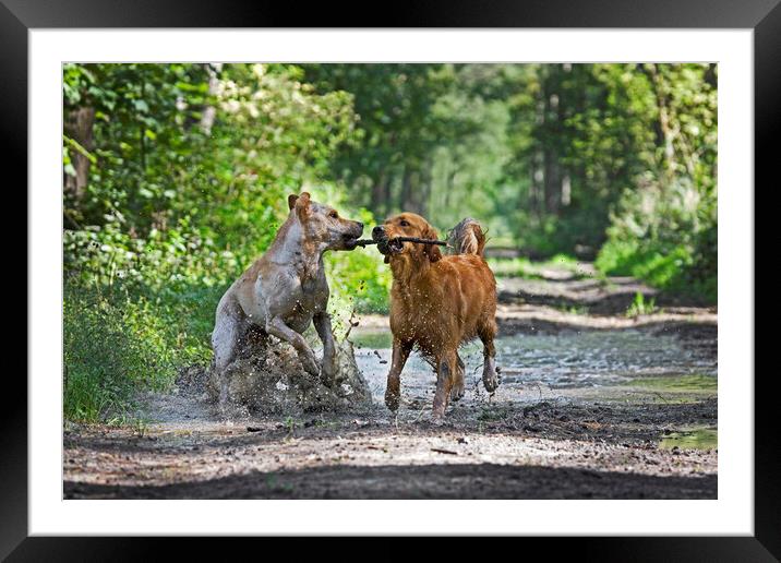 Dogs Playing in the Mud Framed Mounted Print by Arterra 