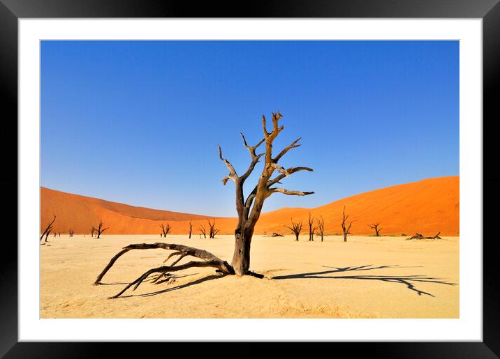 Acacia Tree in Deadvlei, Namibia Framed Mounted Print by Arterra 