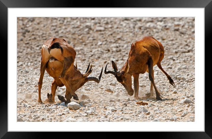 Fighting Red Hartebeest Framed Mounted Print by Arterra 