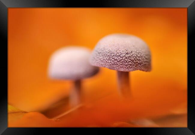 Mushrooms and Autumn Leaves Framed Print by Arterra 