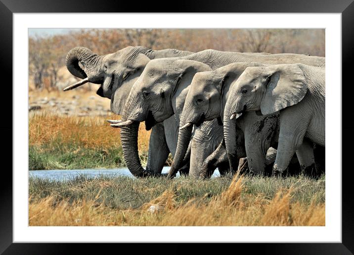 African Elephants at Waterhole Framed Mounted Print by Arterra 