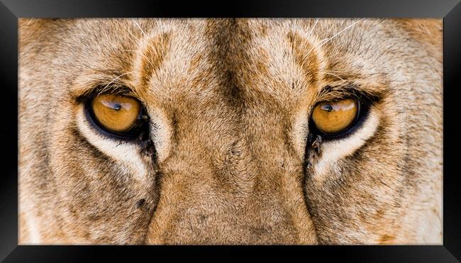 African Lion Eyes Framed Print by Arterra 