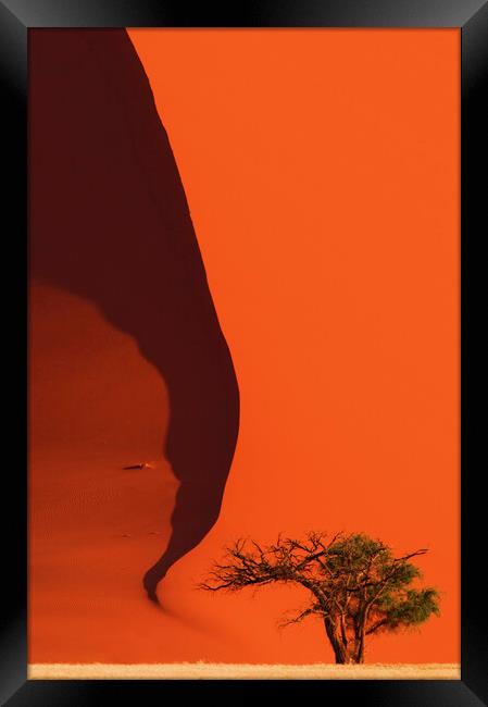 Tree and Red Sand Dune  Framed Print by Arterra 