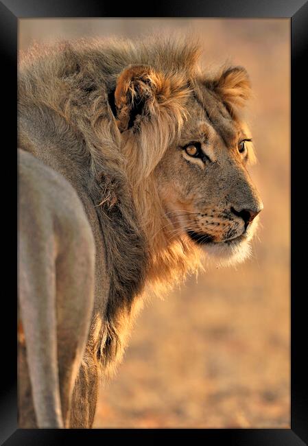Male African Lion in Kalahari Desert Framed Print by Arterra 