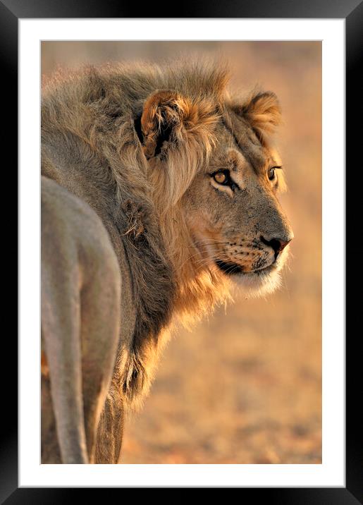 Male African Lion in Kalahari Desert Framed Mounted Print by Arterra 