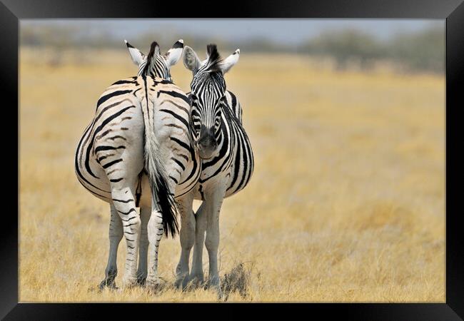 Two Burchell's Zebras Framed Print by Arterra 