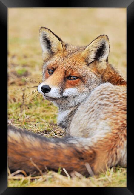Red Fox Looking Behind Framed Print by Arterra 