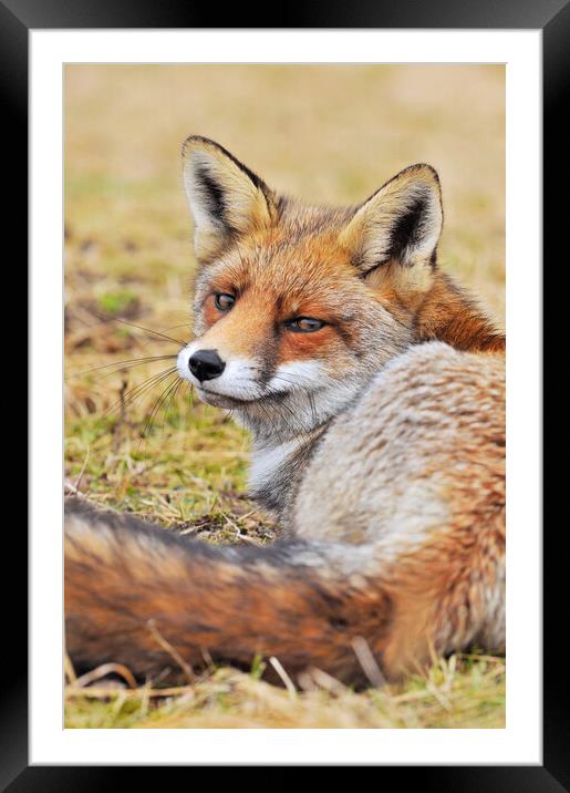 Red Fox Looking Behind Framed Mounted Print by Arterra 