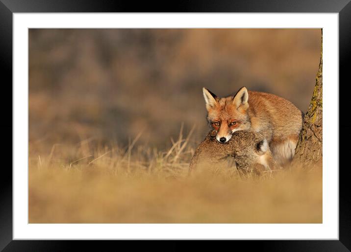 Red Fox with Rabbit Framed Mounted Print by Arterra 