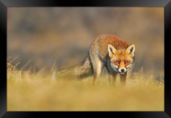 Stalking Red Fox Framed Print by Arterra 