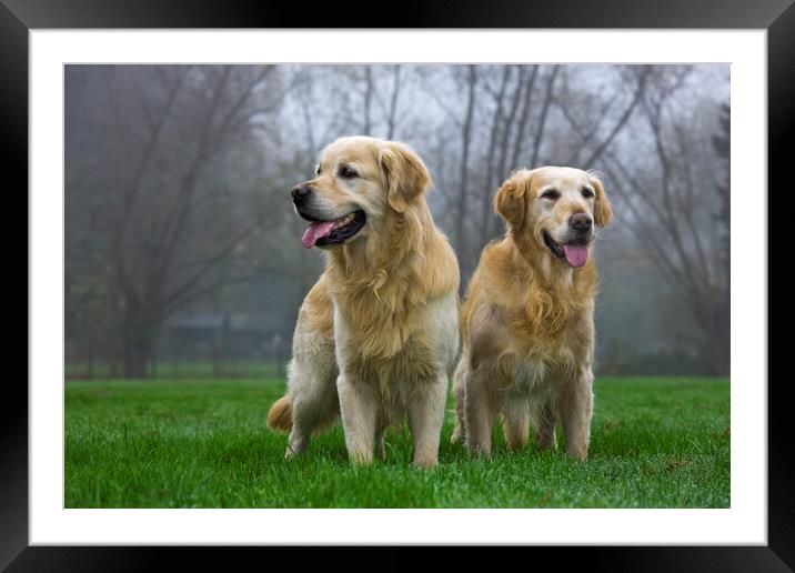 Golden Retriever Couple in Garden Framed Mounted Print by Arterra 