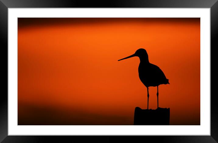 Black-Tailed Godwit at Sunset Framed Mounted Print by Arterra 
