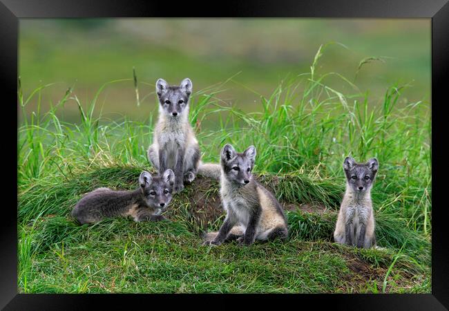 Arctic Fox Cubs at Den Framed Print by Arterra 