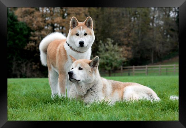 Japanese Akita Dogs in Garden Framed Print by Arterra 