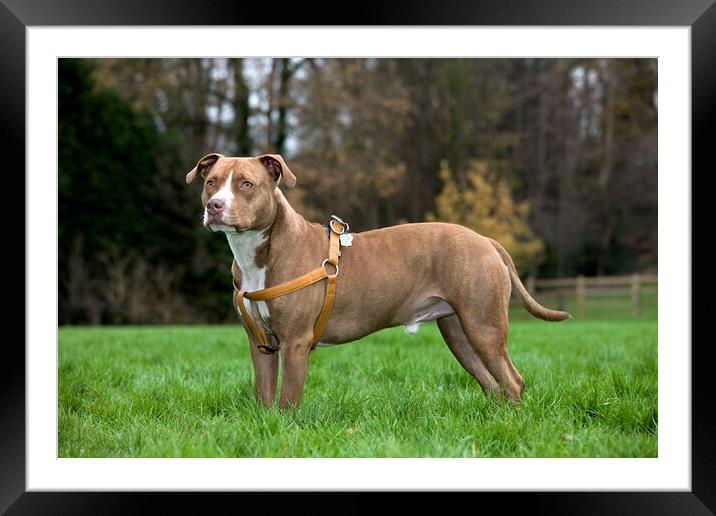 American Staffordshire Terrier Framed Mounted Print by Arterra 