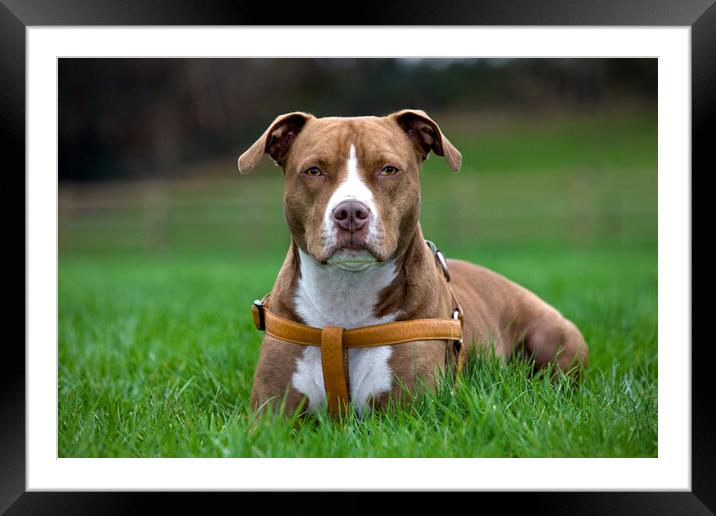 Staffordshire Terrier Framed Mounted Print by Arterra 