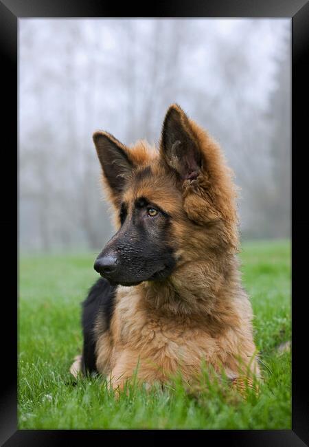 Young German Shepherd Dog Framed Print by Arterra 