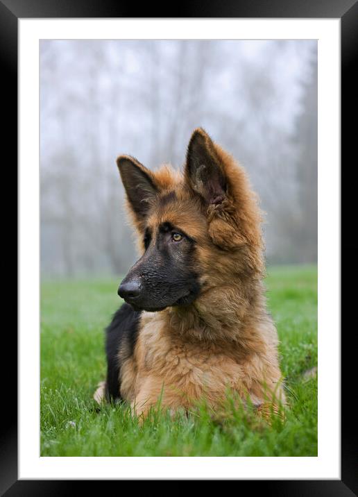 Young German Shepherd Dog Framed Mounted Print by Arterra 