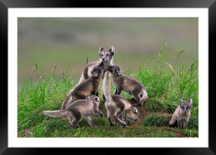 Arctic Fox greeting Cubs Framed Mounted Print by Arterra 