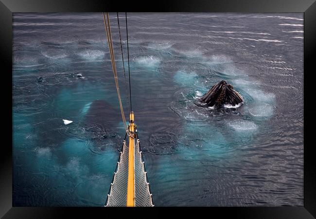Humpback Whales Bubble Net Feeding Framed Print by Arterra 