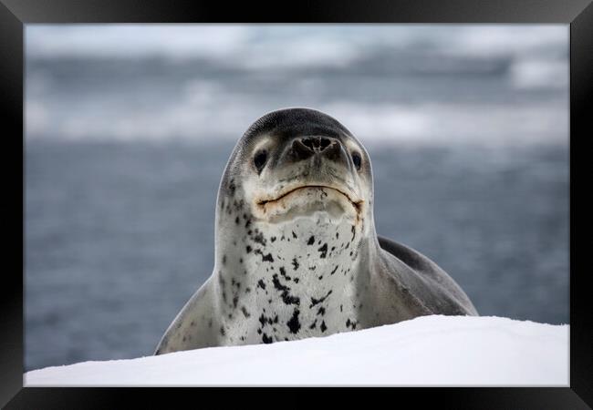 Leopard Seal Framed Print by Arterra 