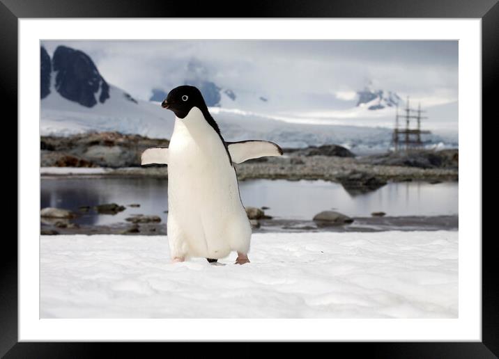 Adélie Penguin in Antarctica Framed Mounted Print by Arterra 