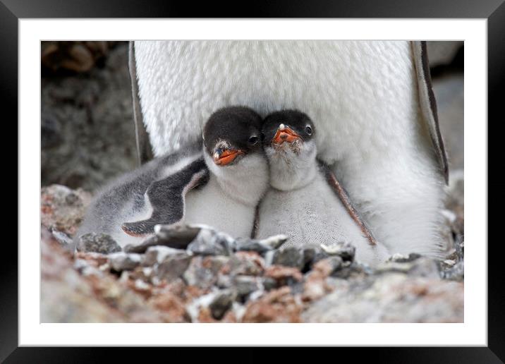 Gentoo Penguin Chicks Framed Mounted Print by Arterra 