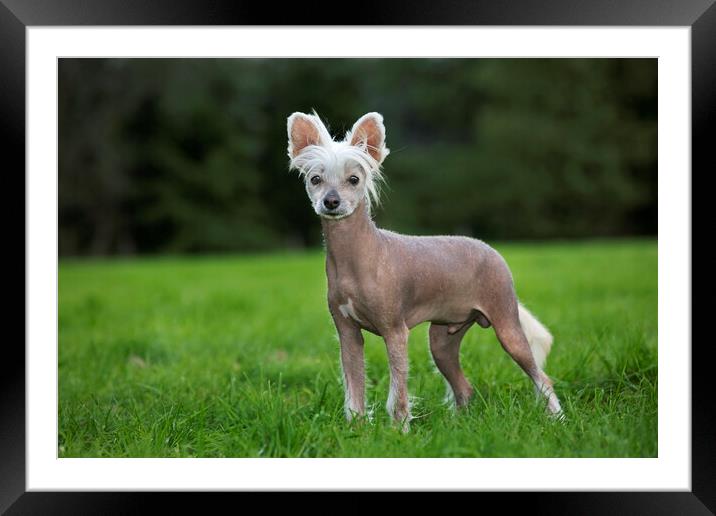 Chinese Crested Dog Framed Mounted Print by Arterra 