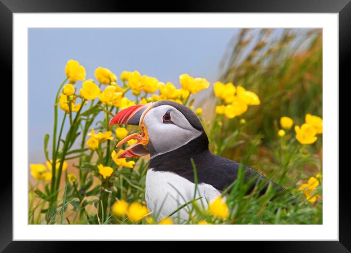 Atlantic Puffin among Wildflowers Framed Mounted Print by Arterra 