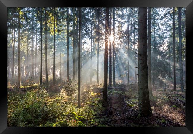 Sunbeams in Pine Forest Framed Print by Arterra 