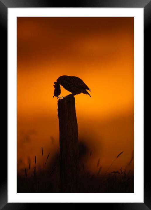 Little Owl at Sunset Framed Mounted Print by Arterra 