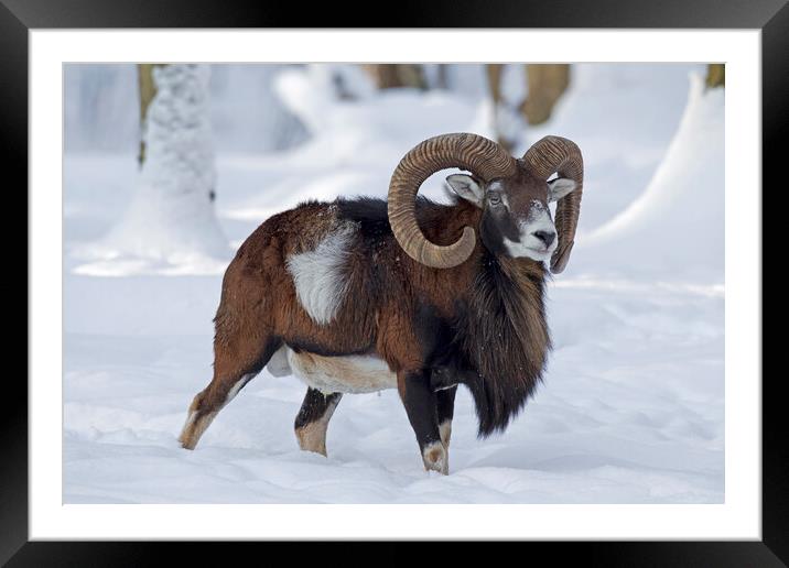 Mouflon in Winter Framed Mounted Print by Arterra 