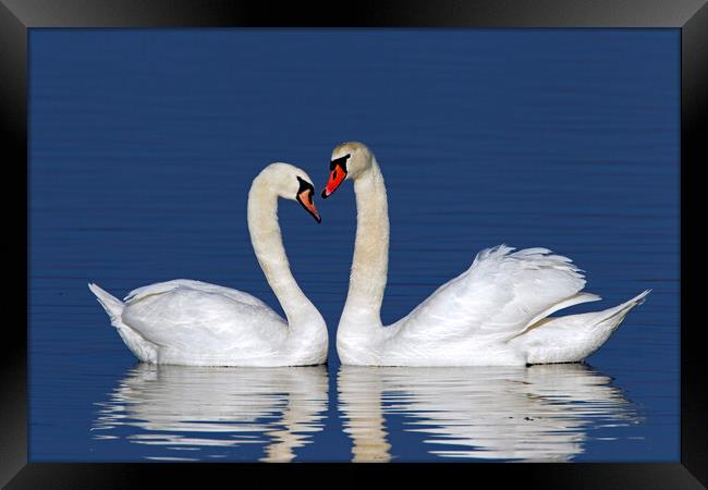 Mute Swan Pair Framed Print by Arterra 