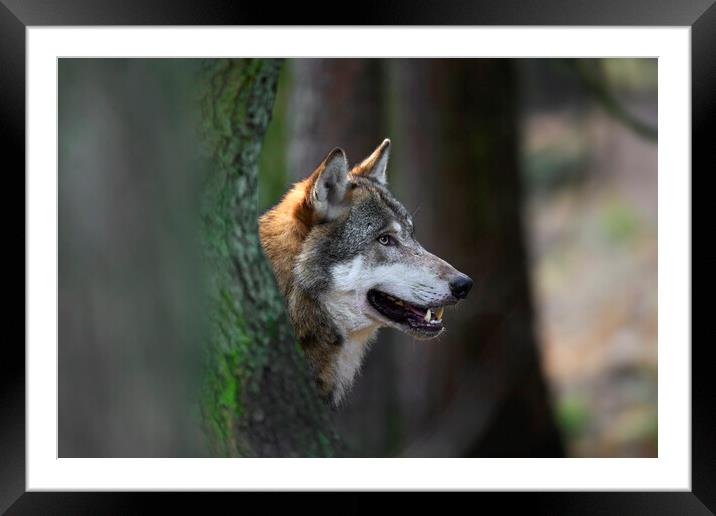 Wolf in Forest Framed Mounted Print by Arterra 