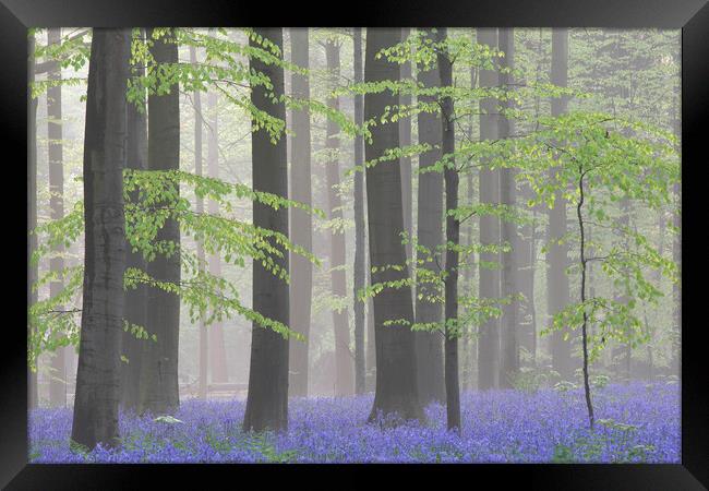 Bluebells in Misty Beech Forest Framed Print by Arterra 