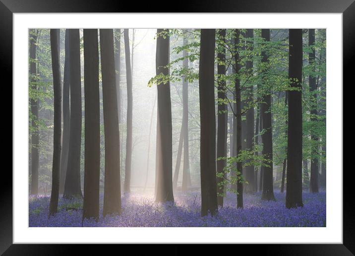 Sunray Shining in Forest with Bluebells Framed Mounted Print by Arterra 