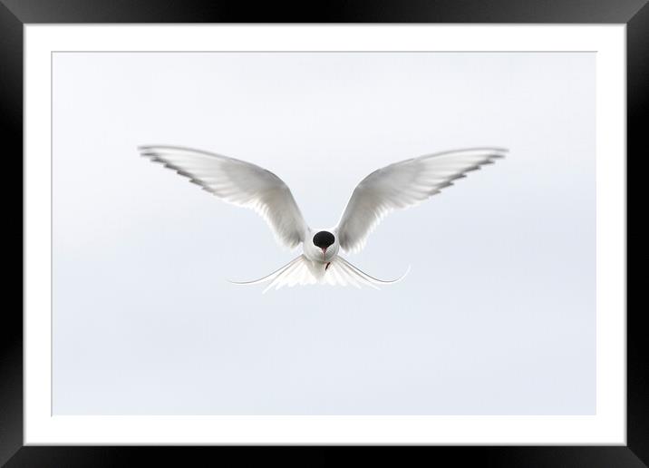 Hovering Arctic Tern Framed Mounted Print by Arterra 