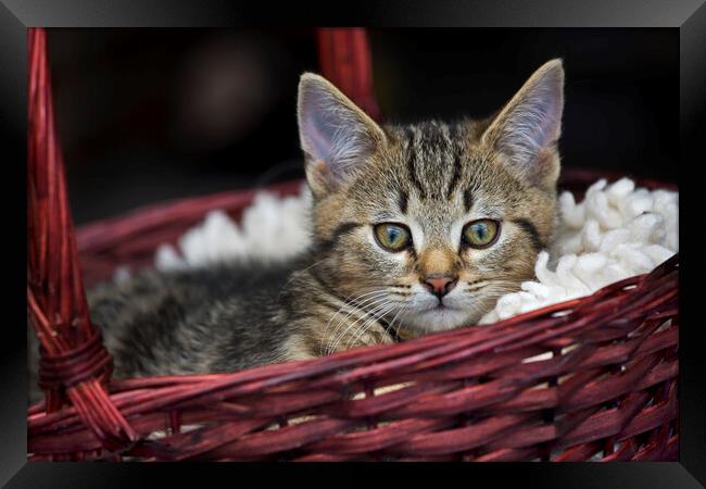 Cat in Basket Framed Print by Arterra 