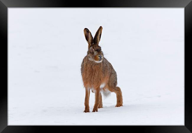 Brown Hare in the Snow Framed Print by Arterra 