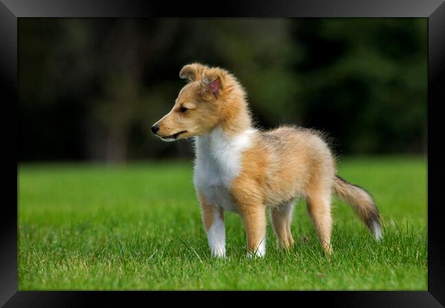 Shetland Sheepdog Pup Framed Print by Arterra 