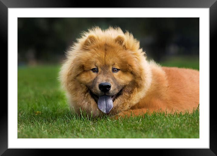 Chow Chow Framed Mounted Print by Arterra 