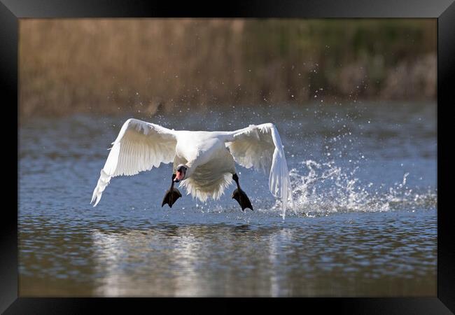 Swan Taking Off from Lake Framed Print by Arterra 