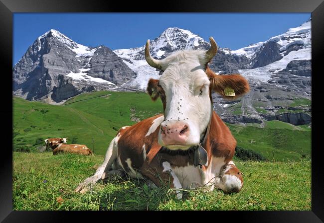Swiss Cow in the Alps Framed Print by Arterra 
