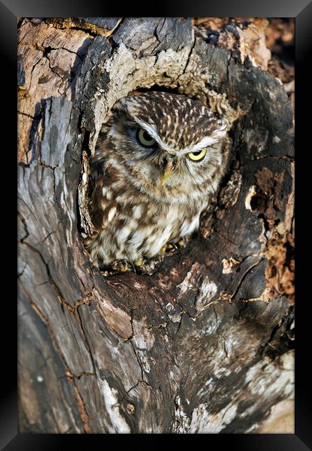 Little Owl in Tree Framed Print by Arterra 