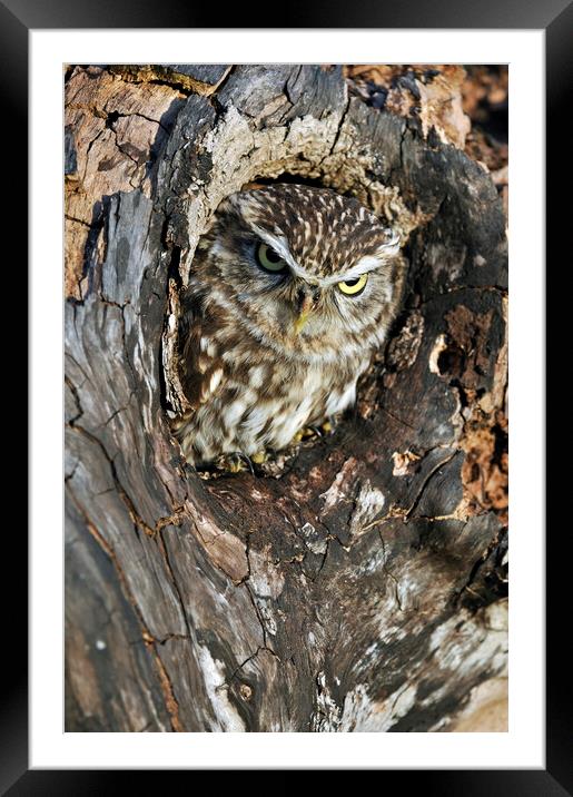 Little Owl in Tree Framed Mounted Print by Arterra 